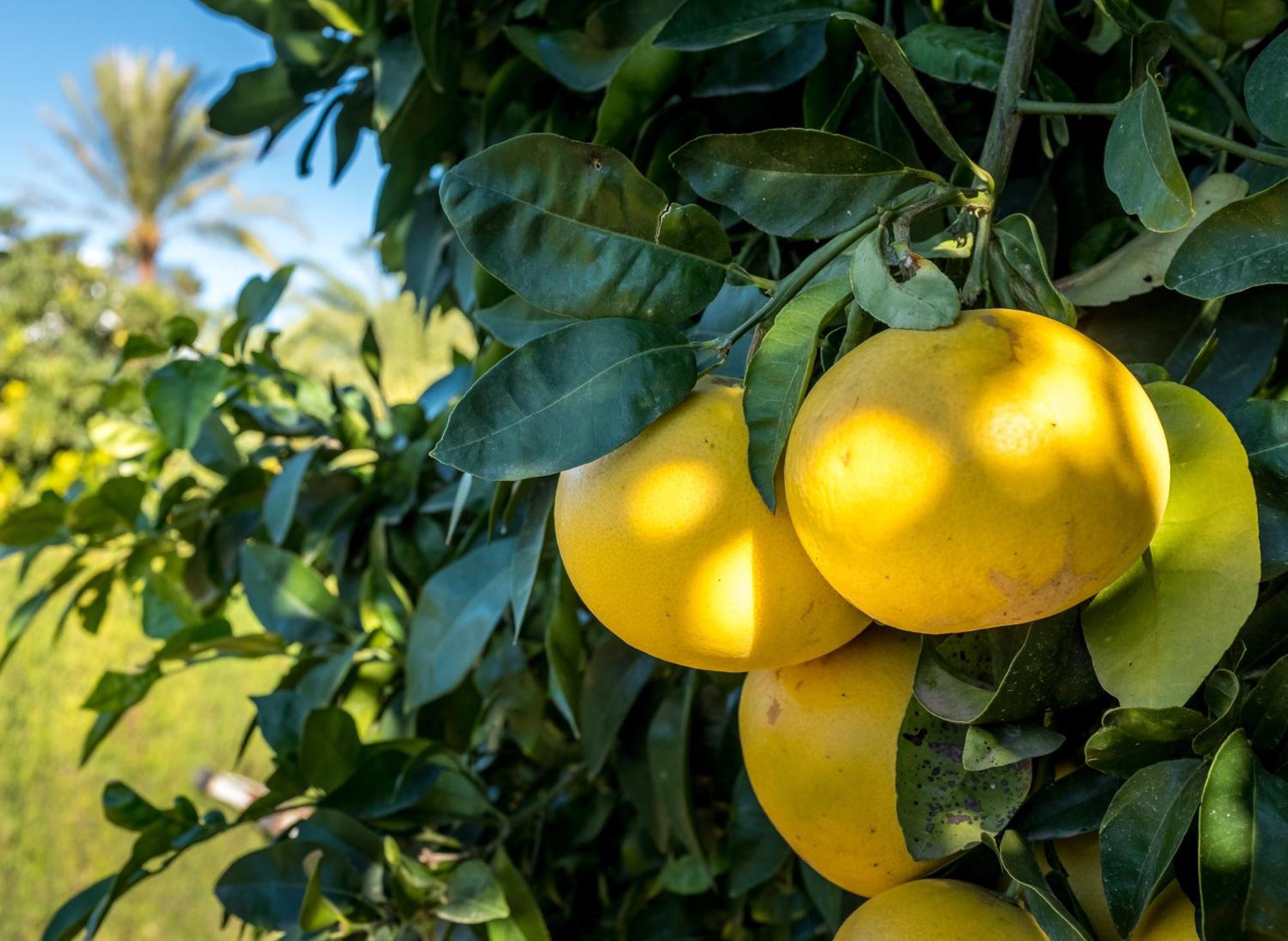 Finca De La Pansa Benissa Ngoại thất bức ảnh