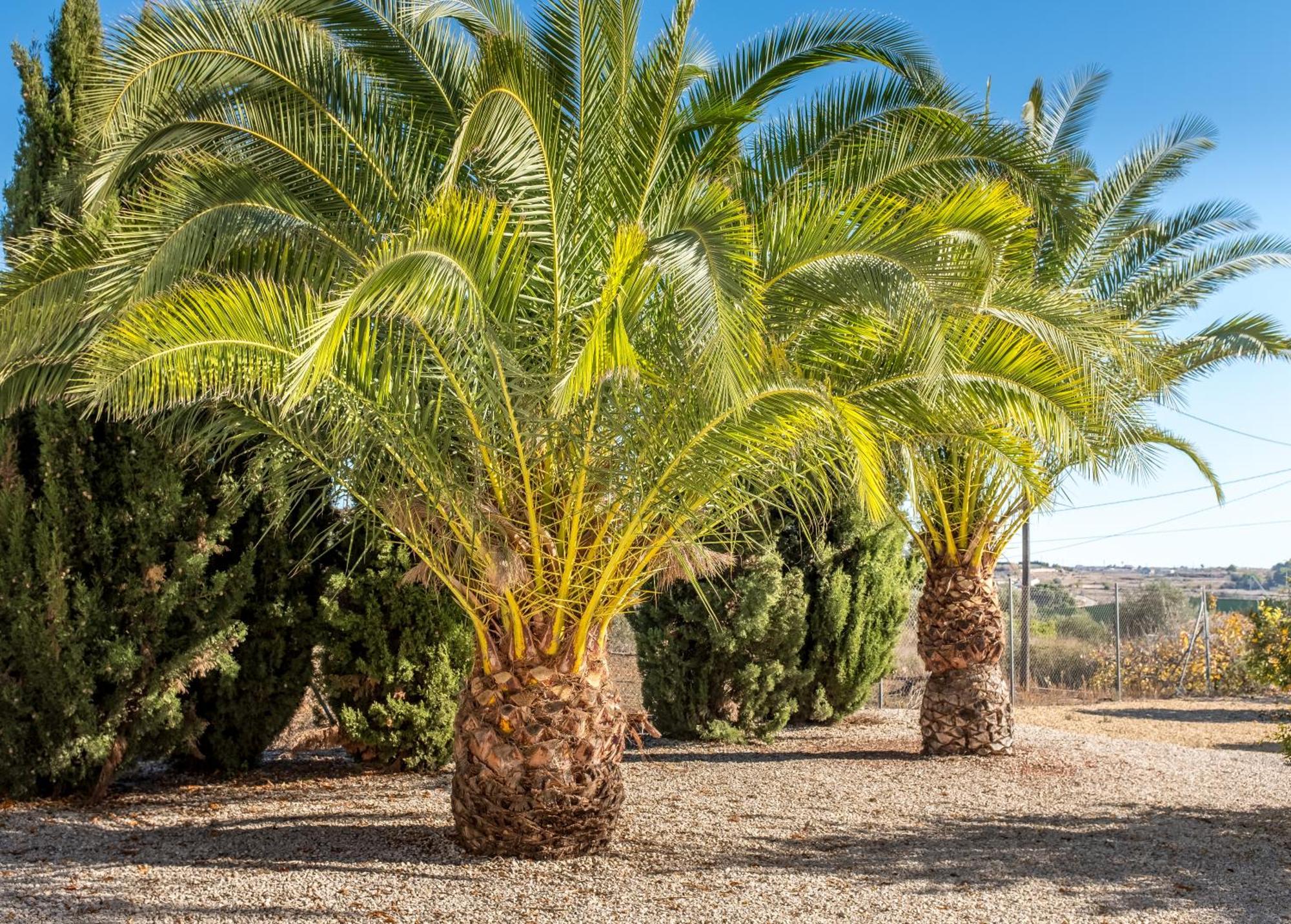 Finca De La Pansa Benissa Ngoại thất bức ảnh